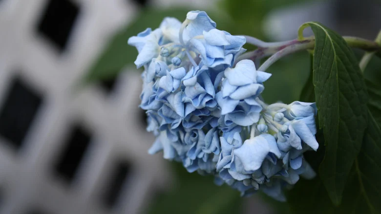 The Clever Zip Tie Hack To Protect Your Hydrangeas During A Rainstorm