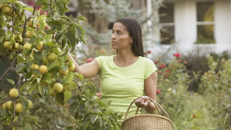 The Clothespin Hack That’ll Keep Your Fruit Trees Happy And Healthy