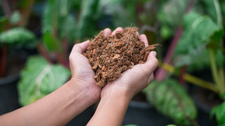 The Coconut Coir Hack That Helps You Know When To Water Seedlings