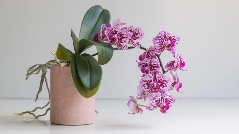 The Coconut Hack That Can Save Your Perishing Orchid