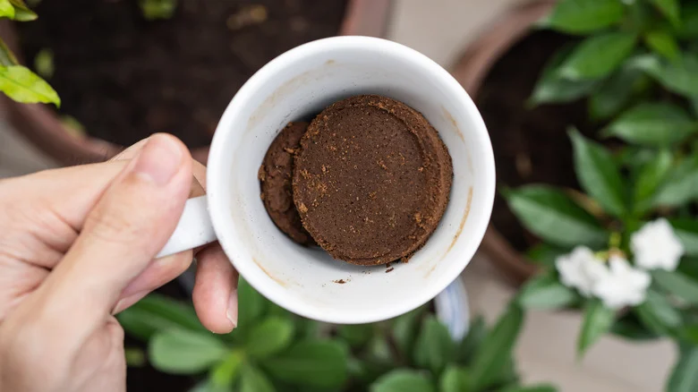 The Coffee Ground Spray People Use To Get Rid Of Squash Bugs (But Is It The Best?)
