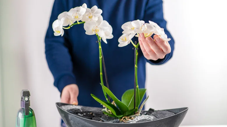 The Cold Weather Trick That Triggers More Blooms From Your Container Orchid Plant