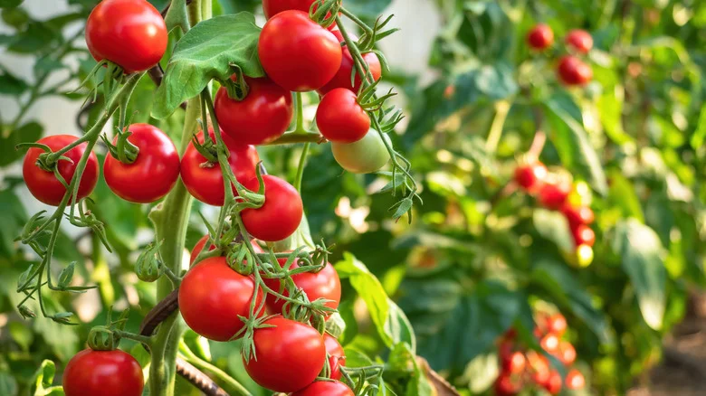 The Colorful Flower That’ll Upgrade Your Garden’s Tomato Game