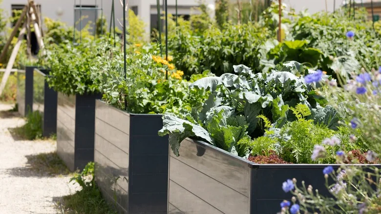 The Colorful Herb That Will Benefit From A Dash Of Baking Soda