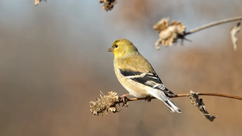 The Colorful Perennial That’ll Keep Birds Flocking To Your Yard All Winter Long