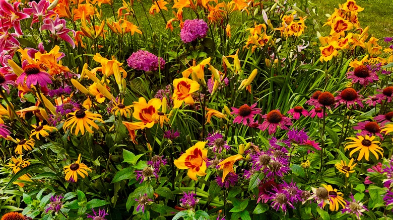 The Colorful Plant Pollinators Love That You Can Also Use In The Kitchen