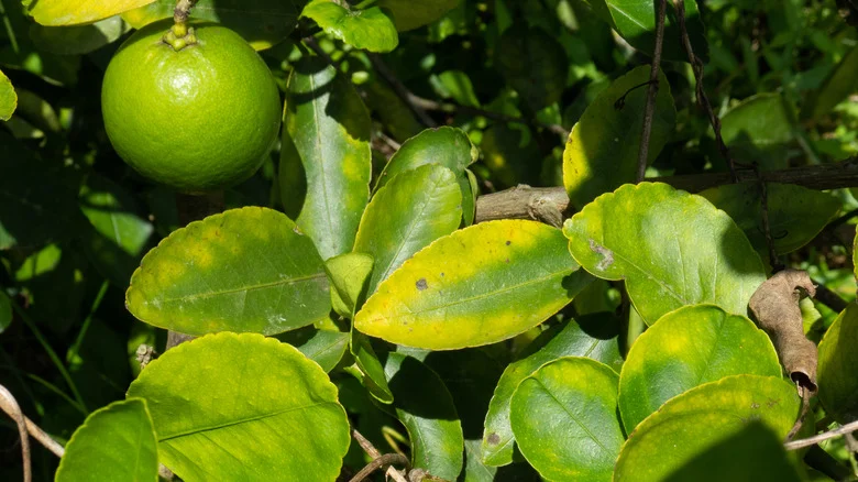 The Common Citrus Tree Problem You Can Avoid With The Help Of Baking Soda