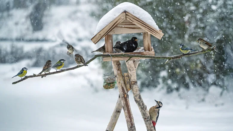 The Common Fall Yard Waste That’ll Make Birds Flock To Your Feeder