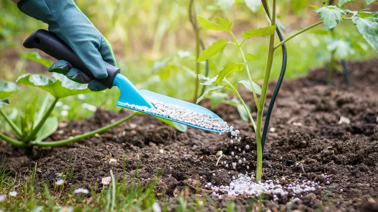 The Common Fertilizer Mistake That’s Sure To Hinder Your Tomato Harvest