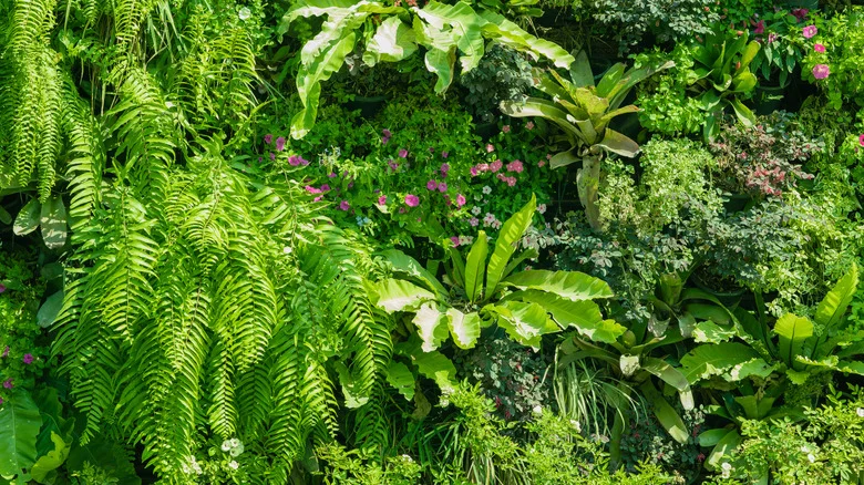 The Common Garden Fern You Didn’t Realize Could Be Harvested And Eaten