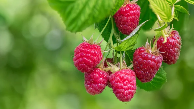The Common Garden Pest That Is Hiding In Your Raspberries