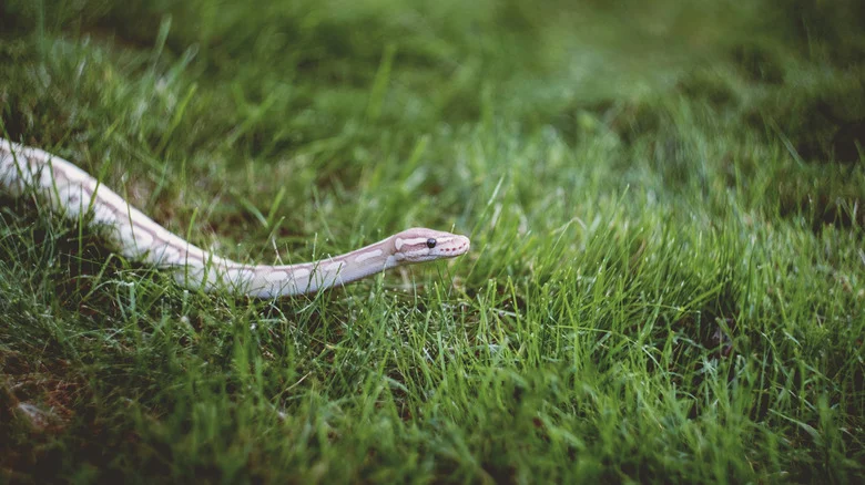 The Common Garden Plant That Can Help Keep Snakes At Bay