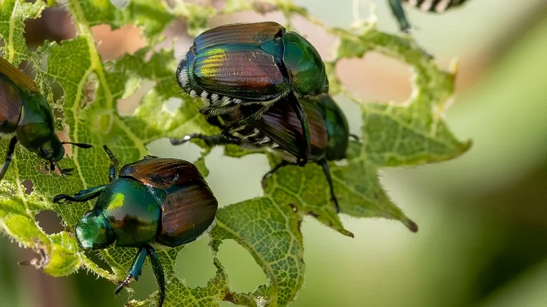 The Common Household Item That’ll Stop Japanese Beetles Right In Their Tracks