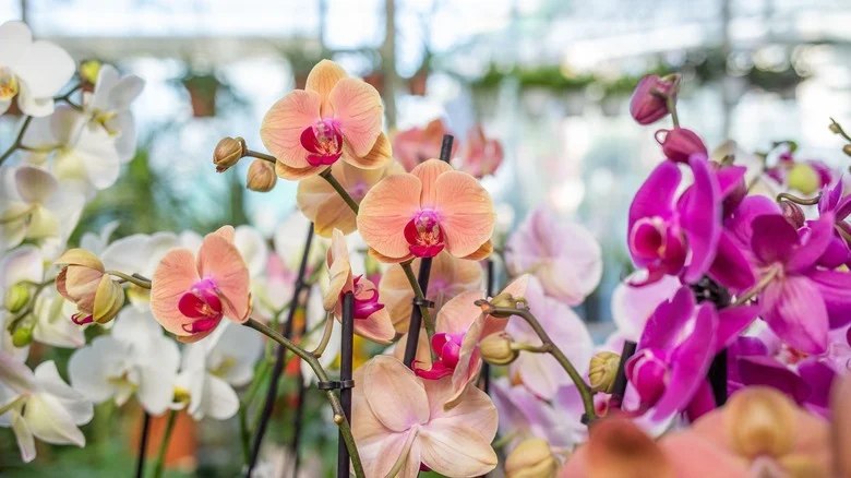 The Common Household Product That Can Save Your Orchids