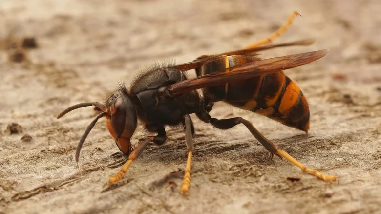The Common Household Product That Will Ward Off Pesky Wasps