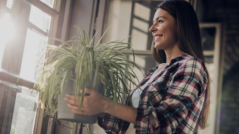 The Common Kitchen Ingredient Spider Plants Love And Soil Pests Hate