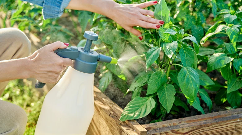The Common Kitchen Scrap That Can Deter Pests From Your Yard & Garden