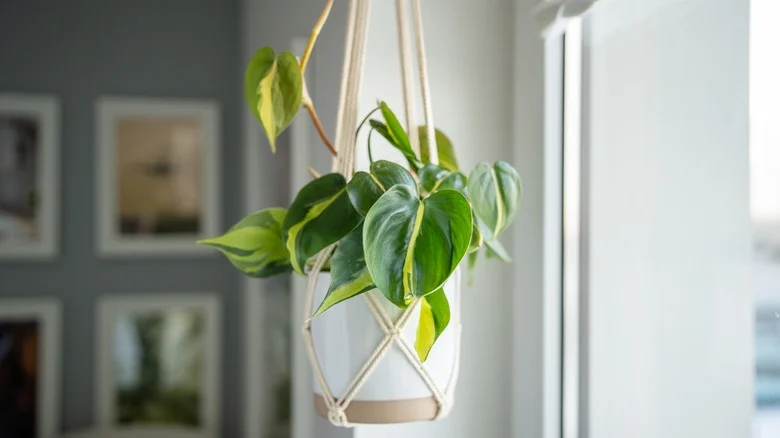 The Common Kitchen Scraps That Will Help Your Philodendron Houseplant Thrive