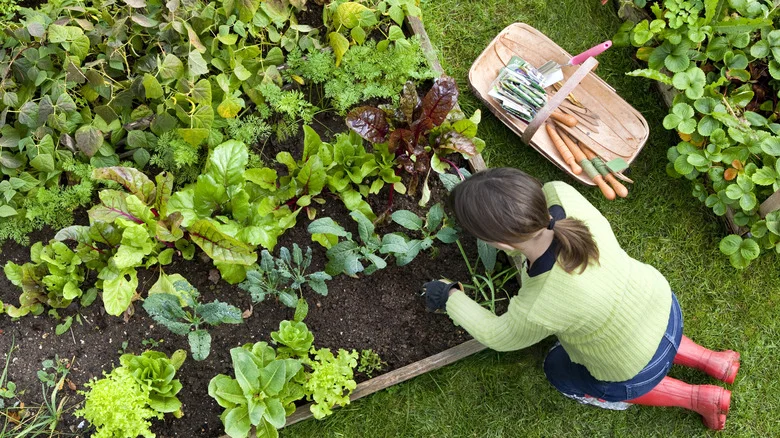 The Common Medicine You’ll Want To Start Using In Your Vegetable Garden