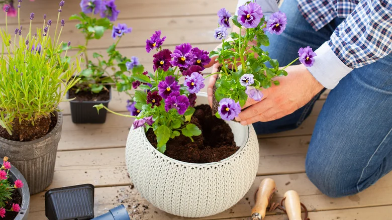 The Common Mistake That’s Sure To Kill Your Pansies (& What To Do Instead)