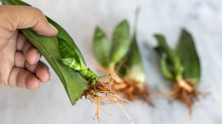 The Common Mistake To Avoid When Propagating A Snake Plant