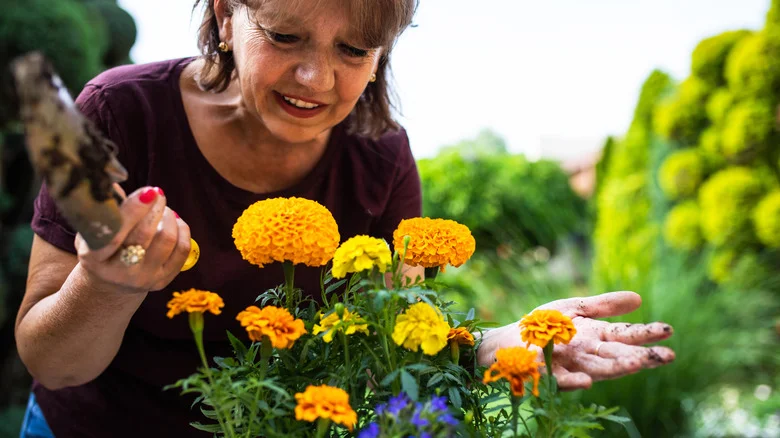 The Common Mistake You Might Be Making With Your Marigolds