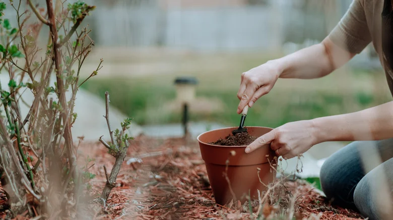 The Common Soil Addition You May Want To Consider Using To Increase Acidity