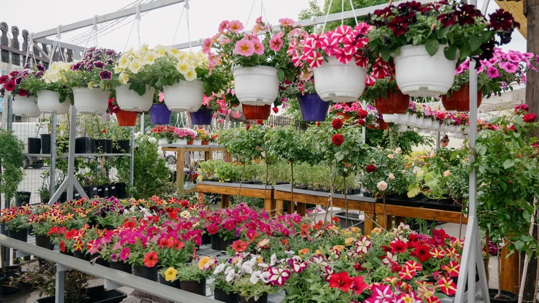 The Common Vegetable You Shouldn’t Buy As A Seedling If You Want The Best Harvest