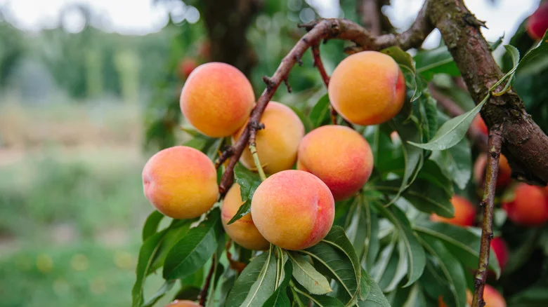 The Common Veggie You Should Plant Near Your Peach Tree For A Thriving Garden