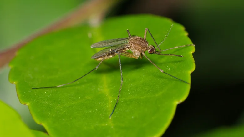 The Common Weed You’ll Want To Keep In Your Yard To Repel Mosquitoes
