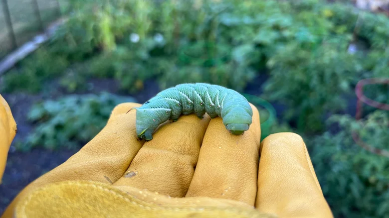 The Companion Herb That Can Naturally Deter Hornworms From Your Tomato Plants