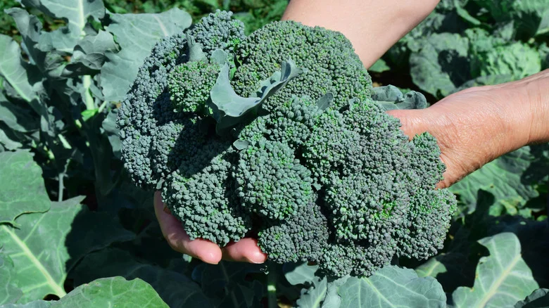 The Companion Herb That Helps Broccoli Thrive In The Garden