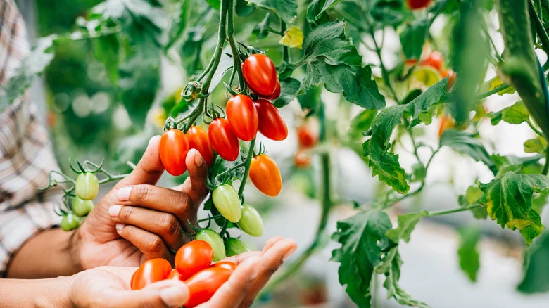 The Companion Herb That’ll Keep Your Growing Tomato Plants Happy And Healthy