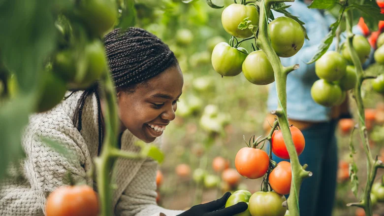 The Companion Plant That Can Give Garden Tomatoes A Healthy Boost