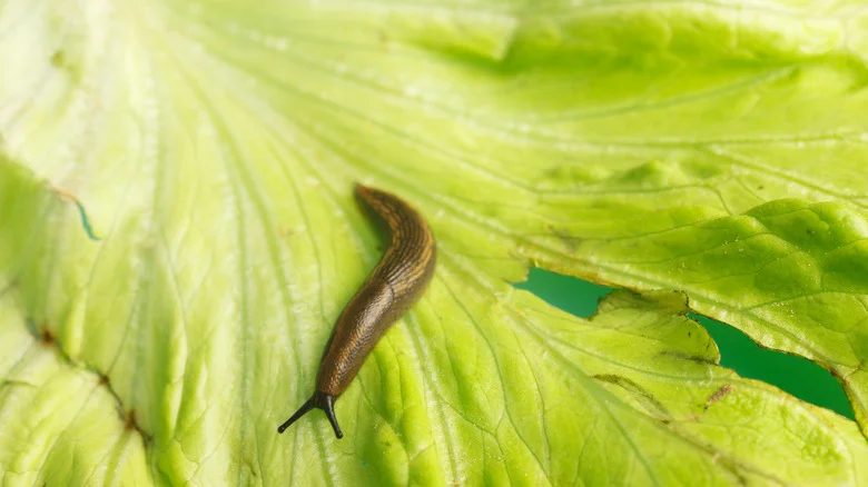 The Companion Plant That Can Help Keep Slugs Away From Your Lettuce