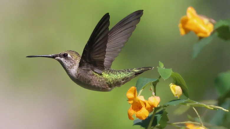 The Container Garden Combination That Hummingbirds Can’t Resist