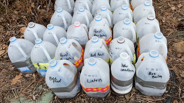 The Container Mistakes That Will Prevent Your Winter Sown Seeds From Sprouting