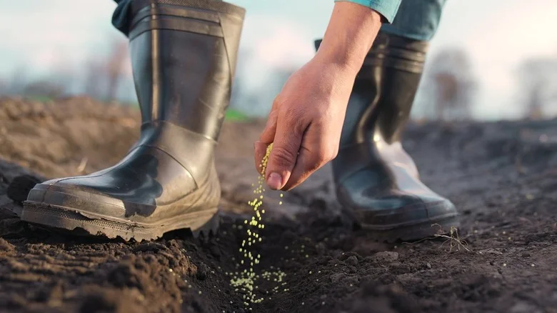 The Cornstarch Hack That Makes Planting Seeds Easier And Faster