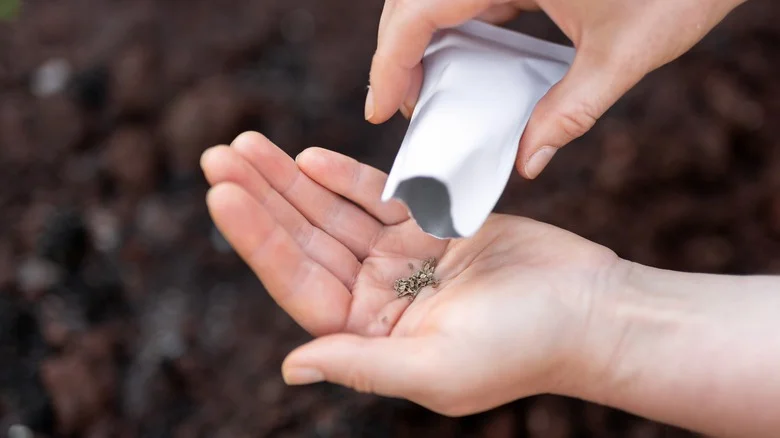 The Cornstarch Hack That’ll Change The Way You Plant Carrots Forever