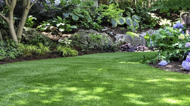 The Cotton Candy-Like Flower That Will Add Texture To Your Shady Yard