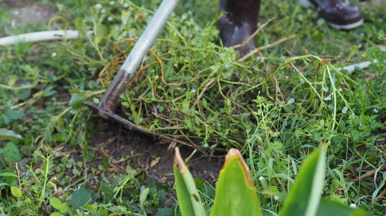 The Crabgrass Look-Alike You Definitely Don’t Want In Your Yard (& The Best Way To Get Rid Of It)