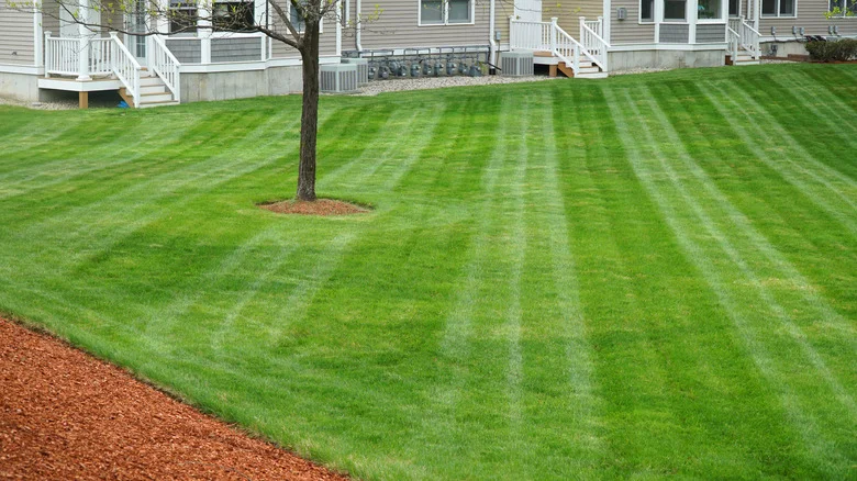 The Craftsman Lawncare Appliance Consumer Reports Says Is Too Noisy For Your Yard