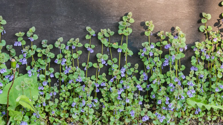 The Crawling ‘Weed’ That Helps Control Common Pests