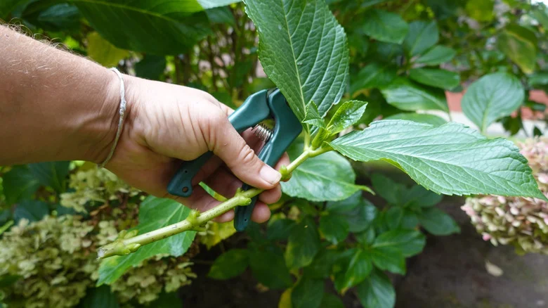 The Critical Step You’re Missing To Help Propagate Your Hydrangeas Perfectly