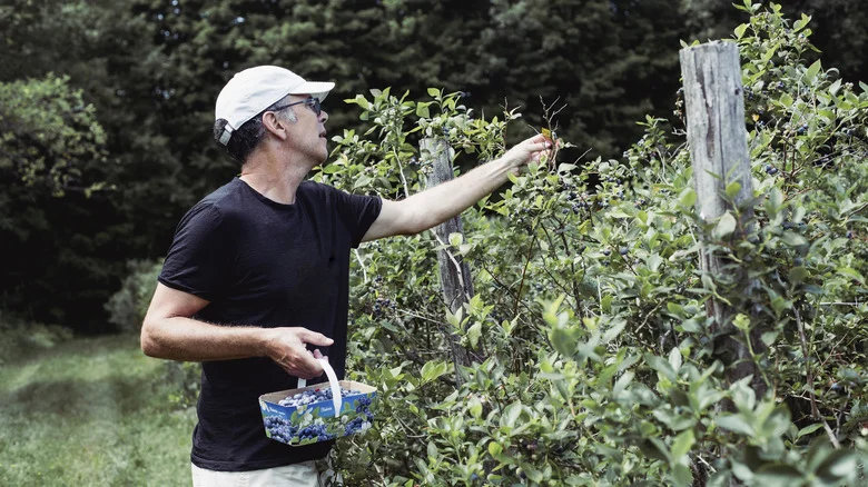 The Crucial Factor That Could Spell Doom For Your Blueberry Bush