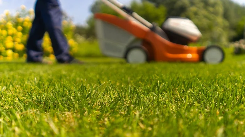 The Crucial Midsummer Lawn Mowing Tip That Will Help Keep Your Grass Healthy