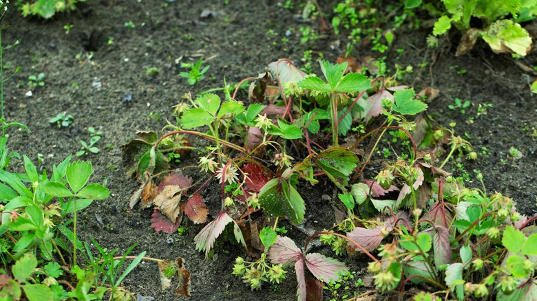 The Crucial Step Your Strawberry Plant Needs To Thrive