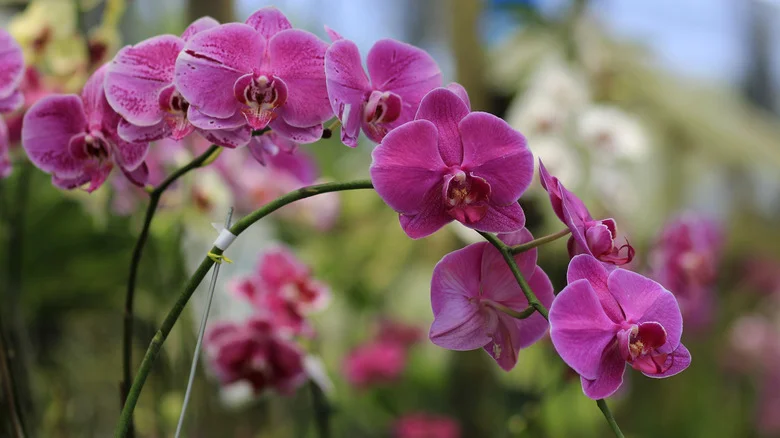 The Crucial Task You Shouldn’t Skip When Bringing An Orchid Indoors For Winter