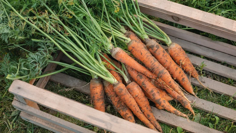 The Crunchy Companion Plant That Grows Perfectly Alongside Carrots In The Garden