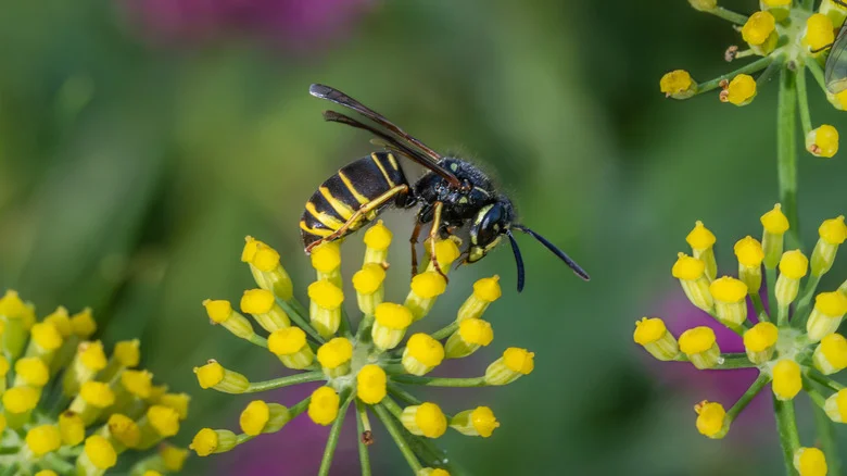 The Cucumber Hack Gardeners Say Can Keep Yellow Jackets Out Of Your Yard